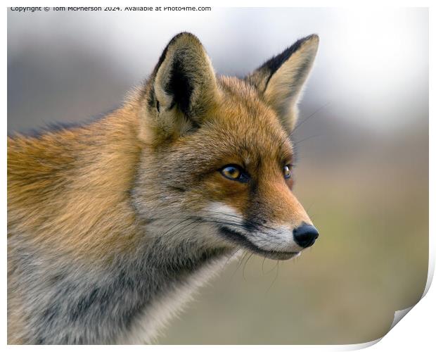Red Fox Urban Portrait Print by Tom McPherson