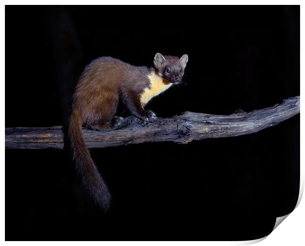 European Pine Marten Wildlife Scotland Print by Tom McPherson