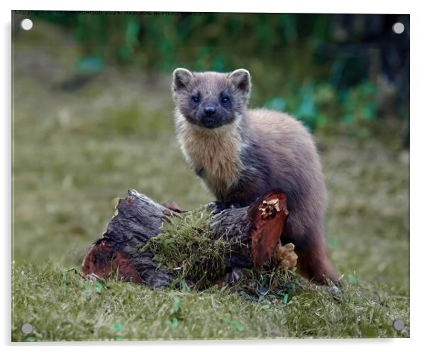 Pine Marten Acrylic by Tom McPherson