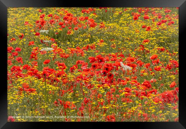 sunlit Poppies and meadow flowers  Framed Print by Simon Johnson