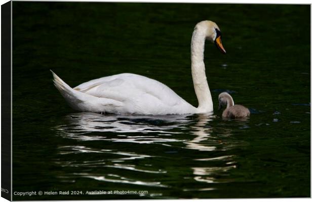 Mute swan adult and cygnet swimming together  Canvas Print by Helen Reid