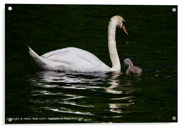 Mute swan adult and cygnet swimming together  Acrylic by Helen Reid