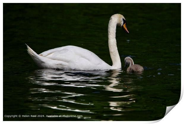 Mute swan adult and cygnet swimming together  Print by Helen Reid