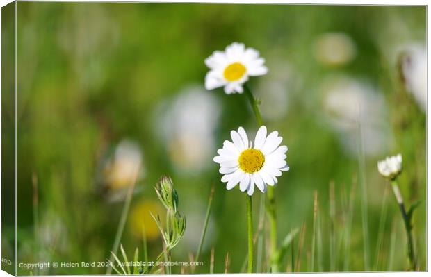 Sunny Oxeye Daisy Field Canvas Print by Helen Reid