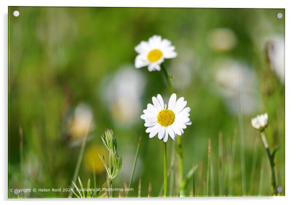 Sunny Oxeye Daisy Field Acrylic by Helen Reid