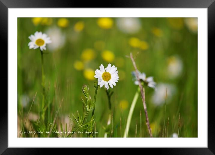 Oxeye Daisy Field Flora Framed Mounted Print by Helen Reid