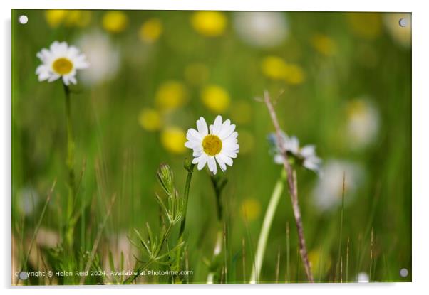 Oxeye Daisy Field Flora Acrylic by Helen Reid