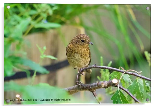 Cute Baby Robin Red Breast Acrylic by Helen Reid