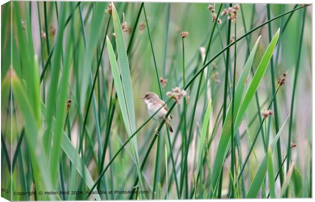 Graceful Reed Warbler Canvas Print by Helen Reid