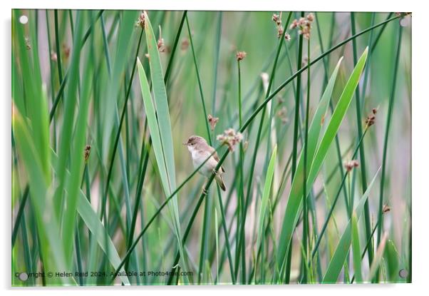 Graceful Reed Warbler Acrylic by Helen Reid