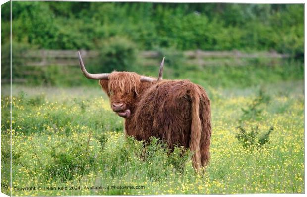 Highland cow sticking out its tongue Canvas Print by Helen Reid