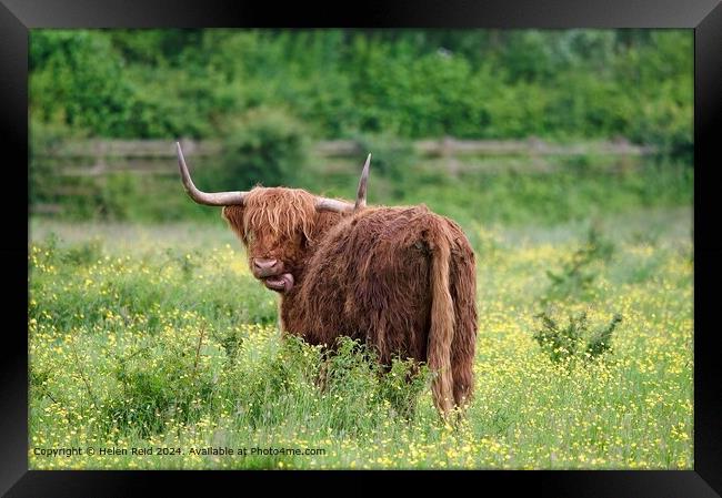 Highland cow sticking out its tongue Framed Print by Helen Reid