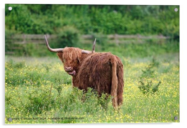 Highland cow sticking out its tongue Acrylic by Helen Reid