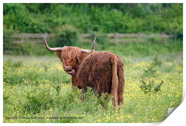 Highland cow sticking out its tongue Print by Helen Reid
