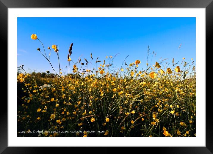 Bright Yellow Buttercups Flora Framed Mounted Print by Alice Rose Lenton
