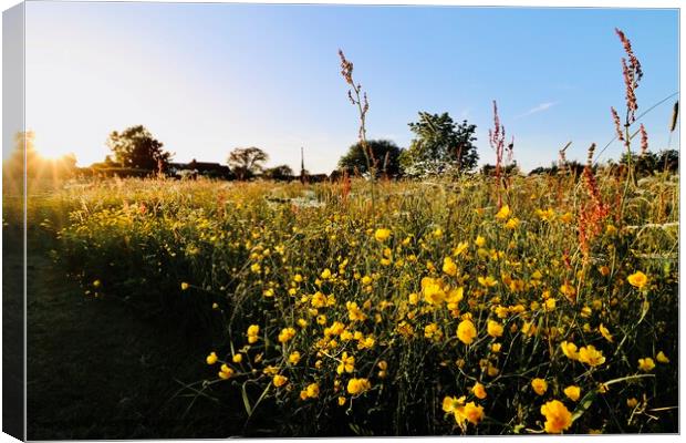 Wildflower Field in Evening Light Canvas Print by Alice Rose Lenton