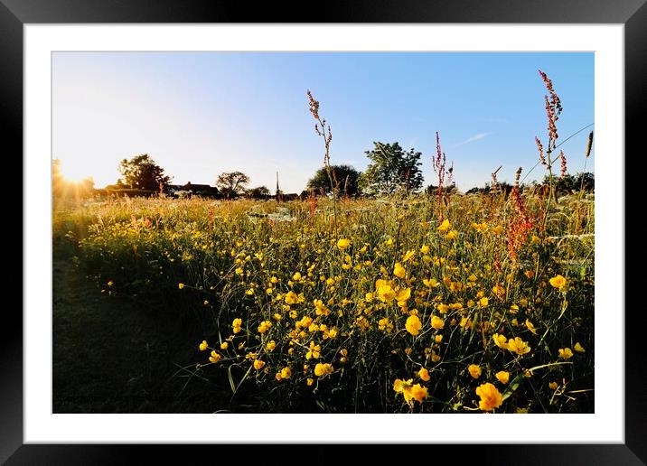 Wildflower Field in Evening Light Framed Mounted Print by Alice Rose Lenton