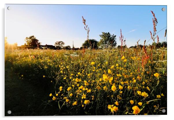 Wildflower Field in Evening Light Acrylic by Alice Rose Lenton