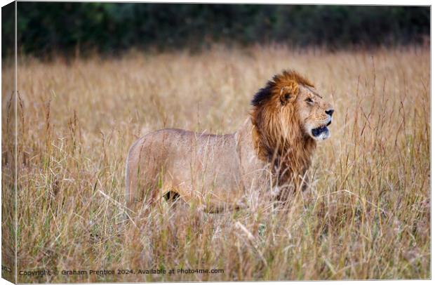 Masai Mara Lion, Panthera Leo Canvas Print by Graham Prentice