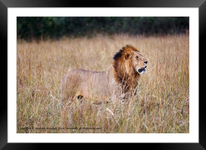 Masai Mara Lion, Panthera Leo Framed Mounted Print by Graham Prentice