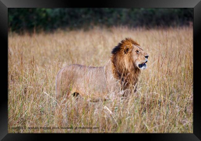 Masai Mara Lion, Panthera Leo Framed Print by Graham Prentice