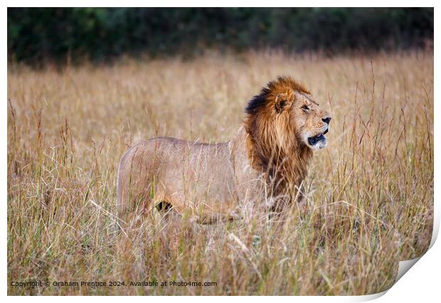Masai Mara Lion, Panthera Leo Print by Graham Prentice