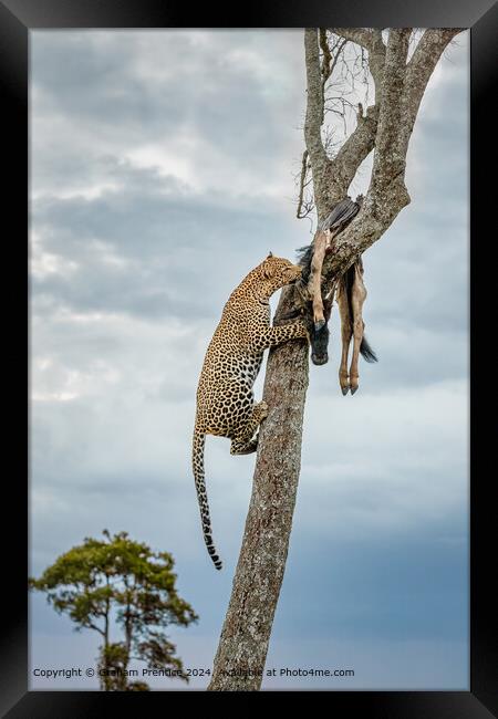 Leopard Tree Wildebeest Framed Print by Graham Prentice