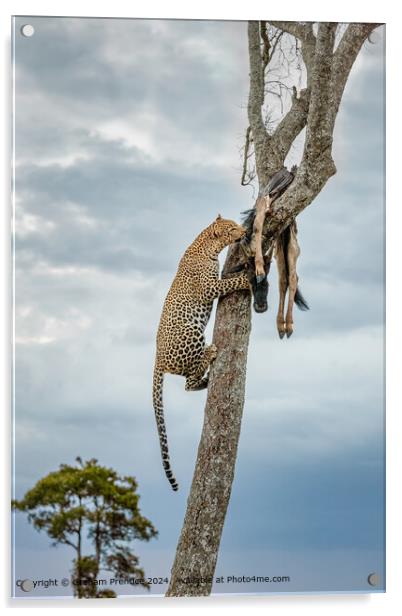 Leopard Tree Wildebeest Acrylic by Graham Prentice