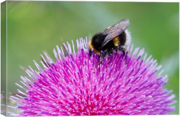 Bee Pollinating Pink Thistle Canvas Print by Sally Ryall