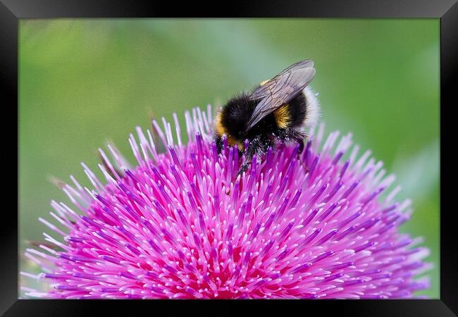 Bee Pollinating Pink Thistle Framed Print by Sally Ryall