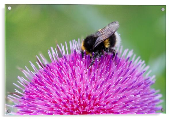 Bee Pollinating Pink Thistle Acrylic by Sally Ryall