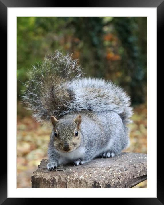 Looking for food Framed Mounted Print by Sally Ryall