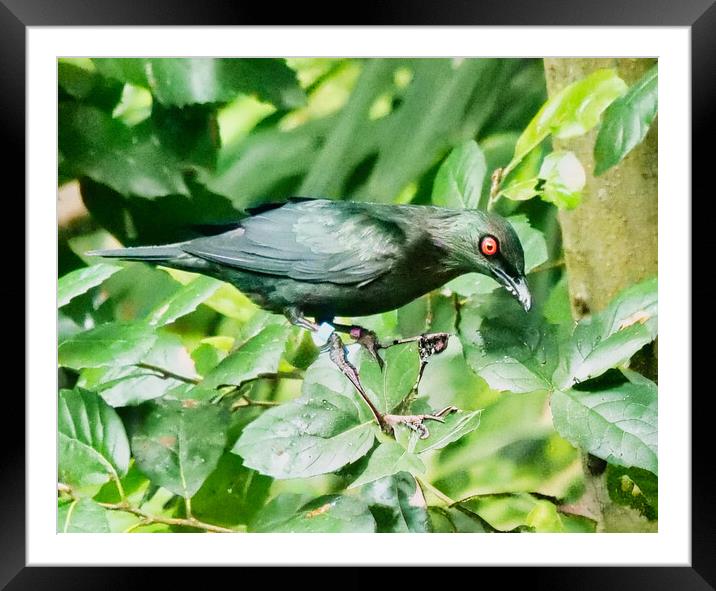 Glossy Feathered Red-Eyed Bird Framed Mounted Print by chris hyde