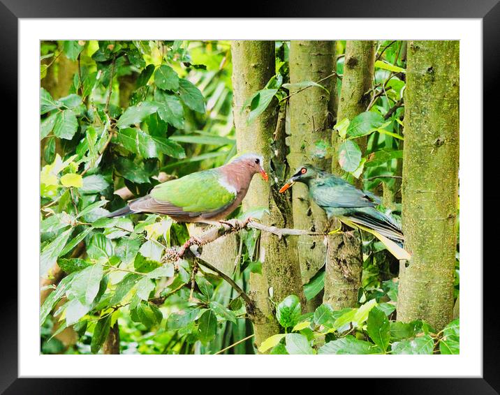 Tropical Birds Meeting Framed Mounted Print by chris hyde
