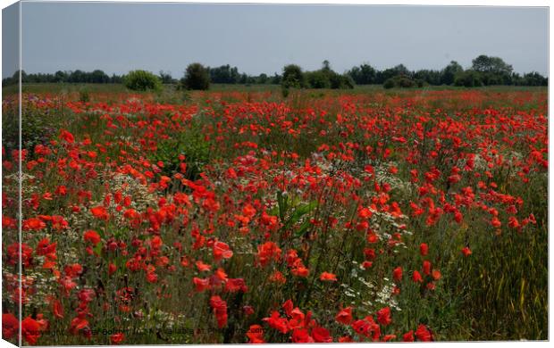 Wakering Poppyfield Nature Canvas Print by Peter Bolton
