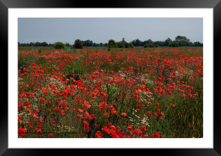 Wakering Poppyfield Nature Framed Mounted Print by Peter Bolton