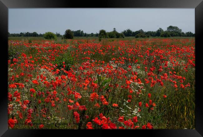 Wakering Poppyfield Nature Framed Print by Peter Bolton