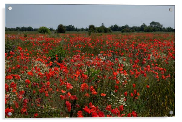 Wakering Poppyfield Nature Acrylic by Peter Bolton