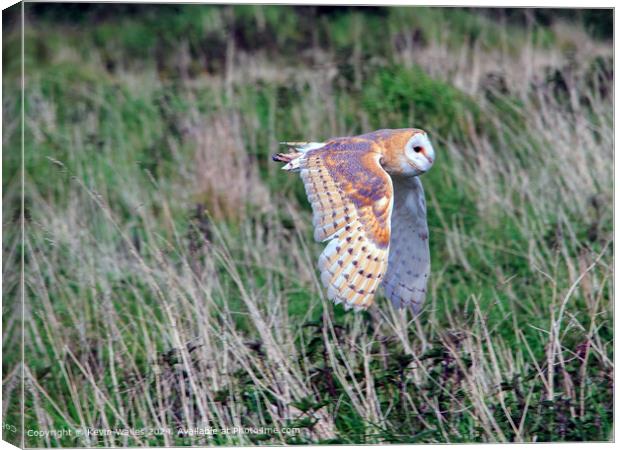 Barn Owl Canvas Print by Kevin Wailes