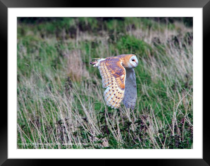 Barn Owl Framed Mounted Print by Kevin Wailes