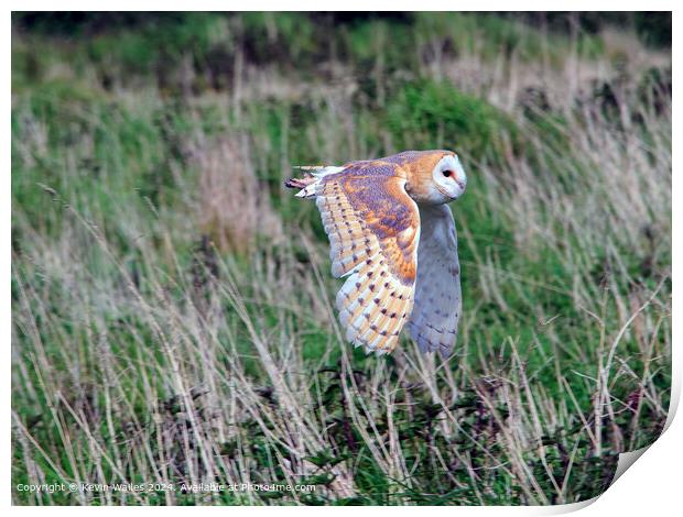 Barn Owl Print by Kevin Wailes