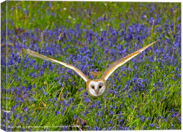 Barn owl Canvas Print by Kevin Wailes