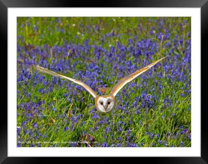 Barn owl Framed Mounted Print by Kevin Wailes