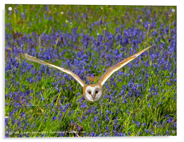 Barn owl Acrylic by Kevin Wailes