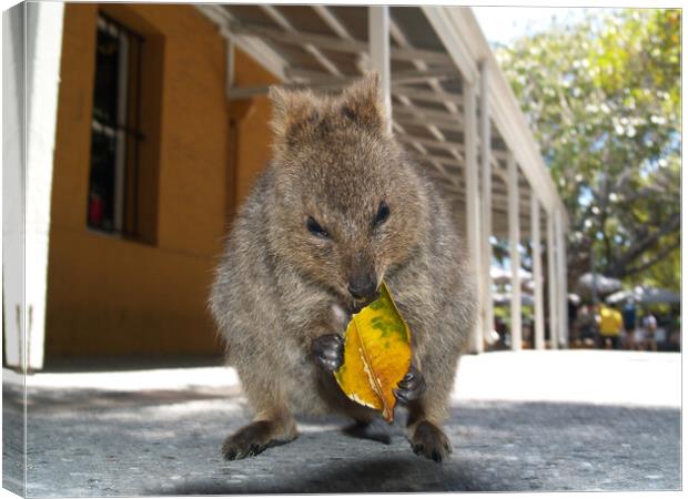 Smiling Quokka Wildlife Photography Canvas Print by Stephen Hamer