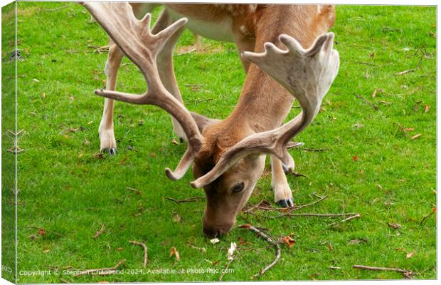 Graceful Stag Fallow Deer: Captivating Antlers in Natural Habitat Canvas Print by Stephen Chadbond