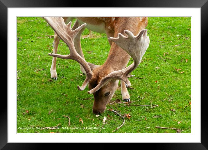 Graceful Stag Fallow Deer: Captivating Antlers in Natural Habitat Framed Mounted Print by Stephen Chadbond