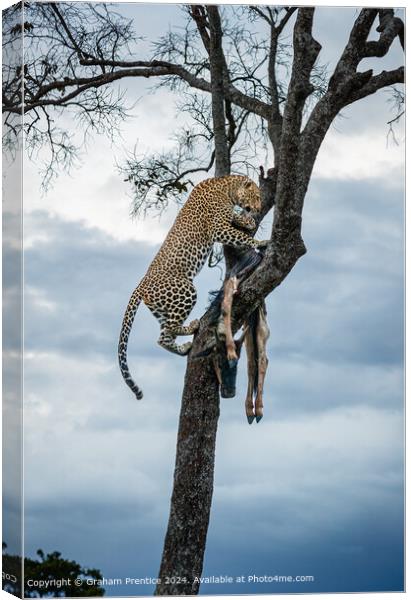 Leopard Wildlife Kill Canvas Print by Graham Prentice