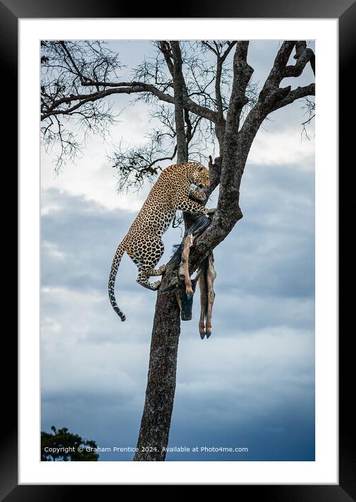 Leopard Wildlife Kill Framed Mounted Print by Graham Prentice