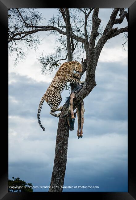 Leopard Wildlife Kill Framed Print by Graham Prentice
